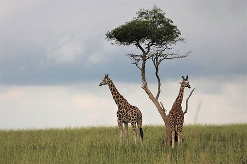 Oeganda, Uganda