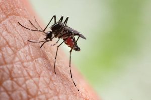 Chikungunya